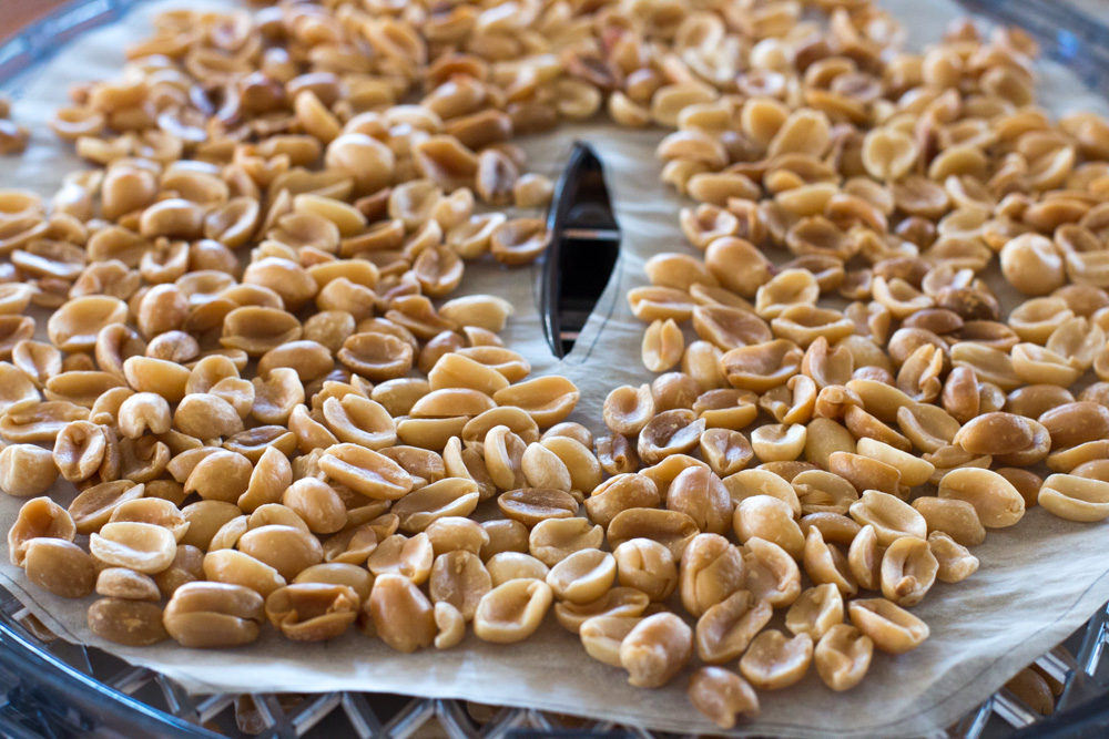 Make sure the nuts are completely dry before you begin to make nut butters. I use a dehydrator set on low heat for 8-10 hours.