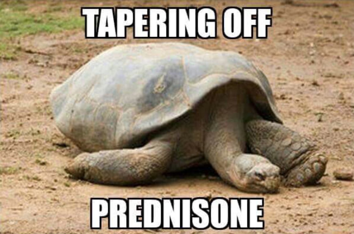 Image of a turtle with the worlds "Tapering off prednisone"