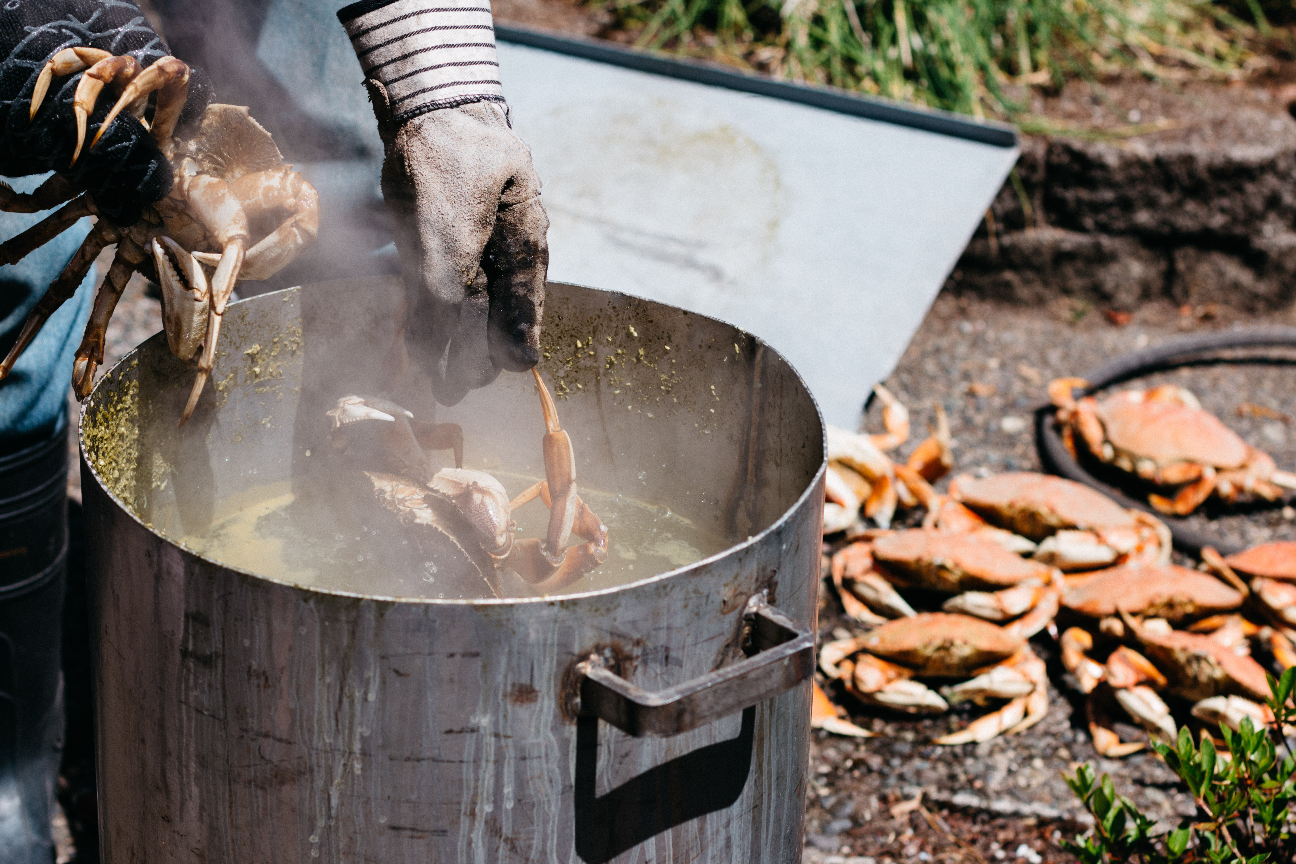 Learn how to prepare Dungeness crab + Video. | How to Cook | Seafood | Shellfish | Oregon | Fish & Wildlife | Ocean Life | www.megiswell.com